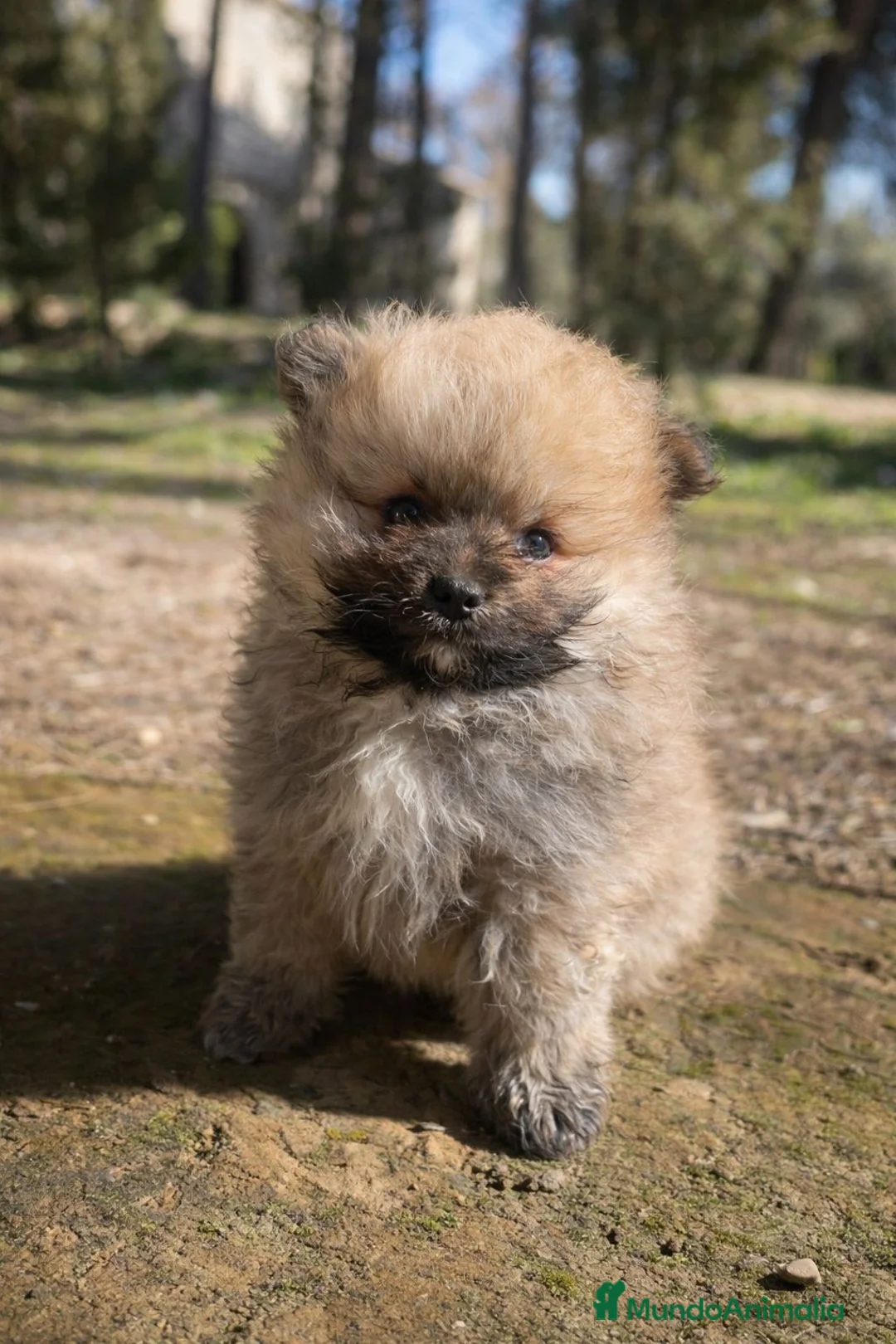 Pomerania perros en venta: Pomerania osito - Anuncio 2