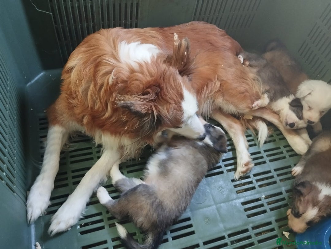 Border Collie perros en venta: Gran Camada de Border Collie - Imagen 14