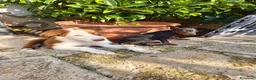 Border Collie perros en venta: Border Collie macho bicolor chocolate  - Anuncio 3