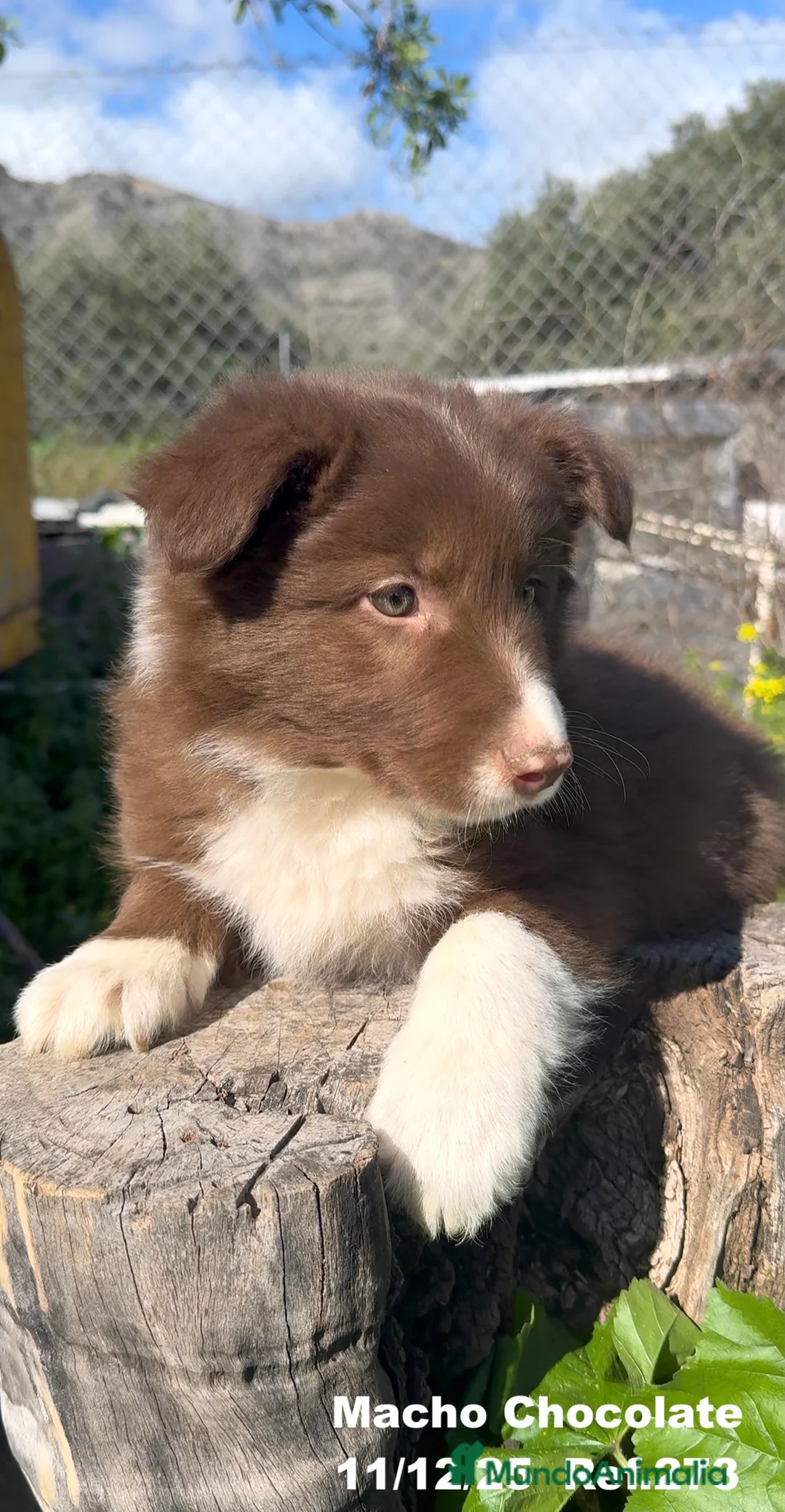 Border Collie perros en venta: BORDER COLLIE - Anuncio 31