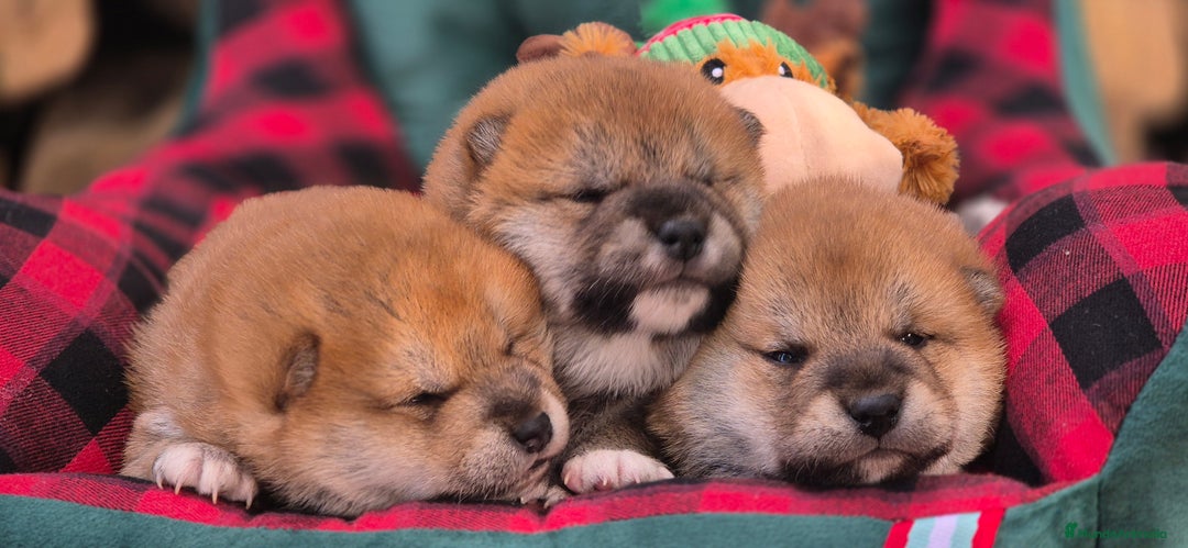 Shiba Inu perros en venta: Shiba Inu 😍 - Anuncio 1