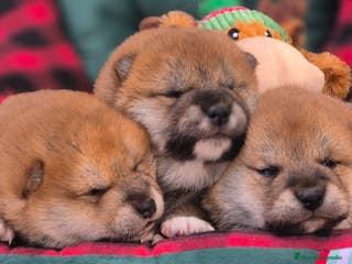 Shiba Inu perros Shiba Inu 😍 - Anuncio 3