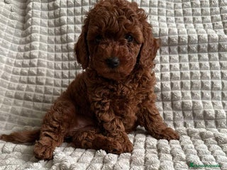 Caniche Toy perros - Anuncio 6