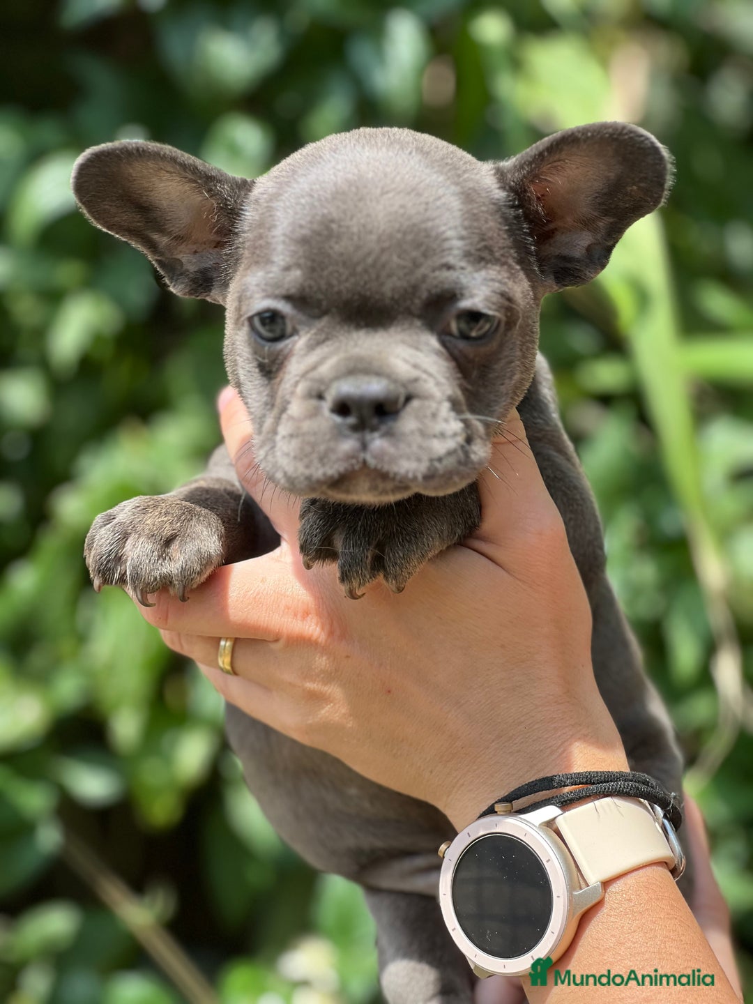 Bulldog Francés perros en venta: Bulldog francés Blue sólido  - Imagen 1