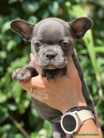 Bulldog Francés perros - Anuncio 14