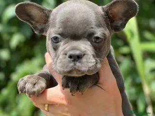 Bulldog Francés perros Bulldog francés Blue sólido - Anuncio 11