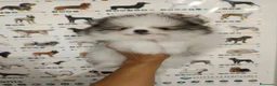 Pomerania perros en venta: Pomerania de Lulú - Anuncio 2