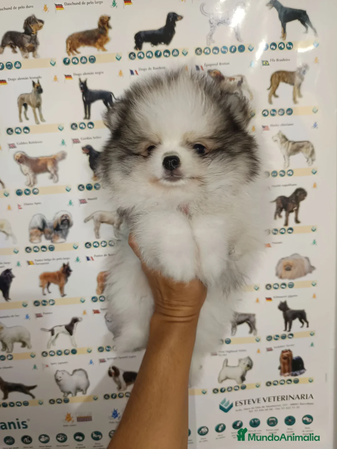 Pomerania perros en venta: Pomerania de Lulú - Anuncio 2