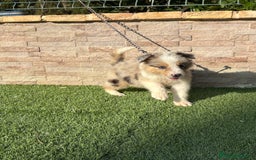 Border Collie perros en venta: Disponible cachorro macho Border collie merle - Imagen 5