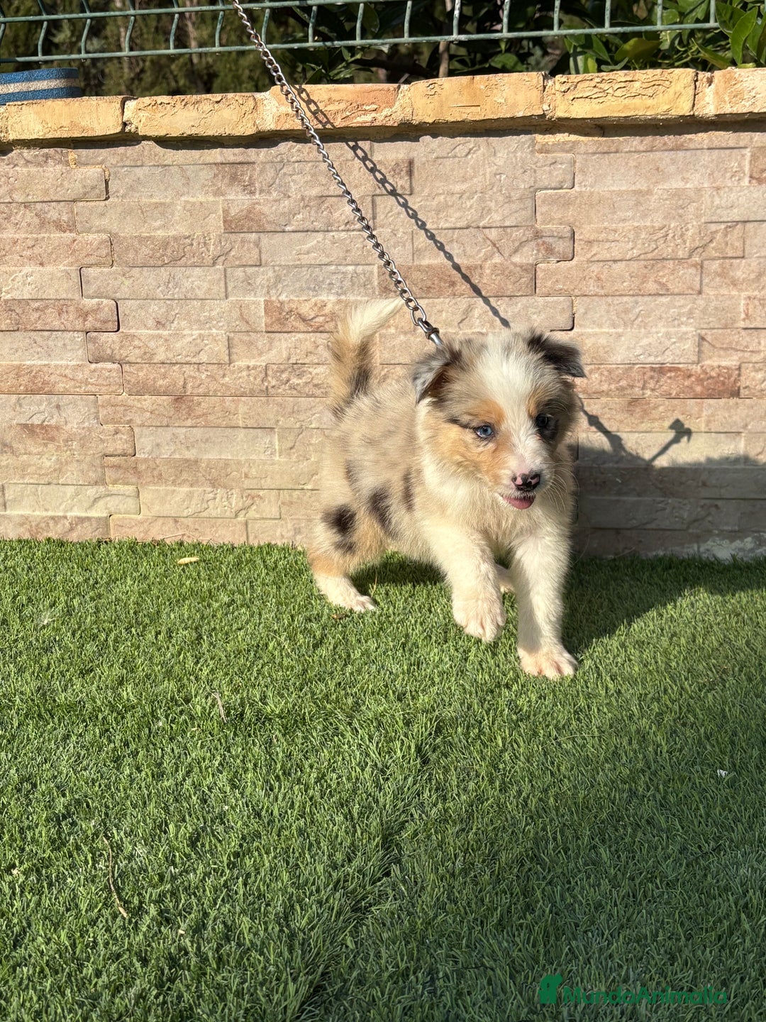Border Collie perros en venta: Disponible cachorro macho Border collie merle - Imagen 5