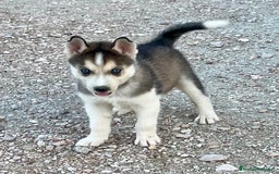 Husky Siberiano perros en venta: Husky Siberiano  - Imagen 3