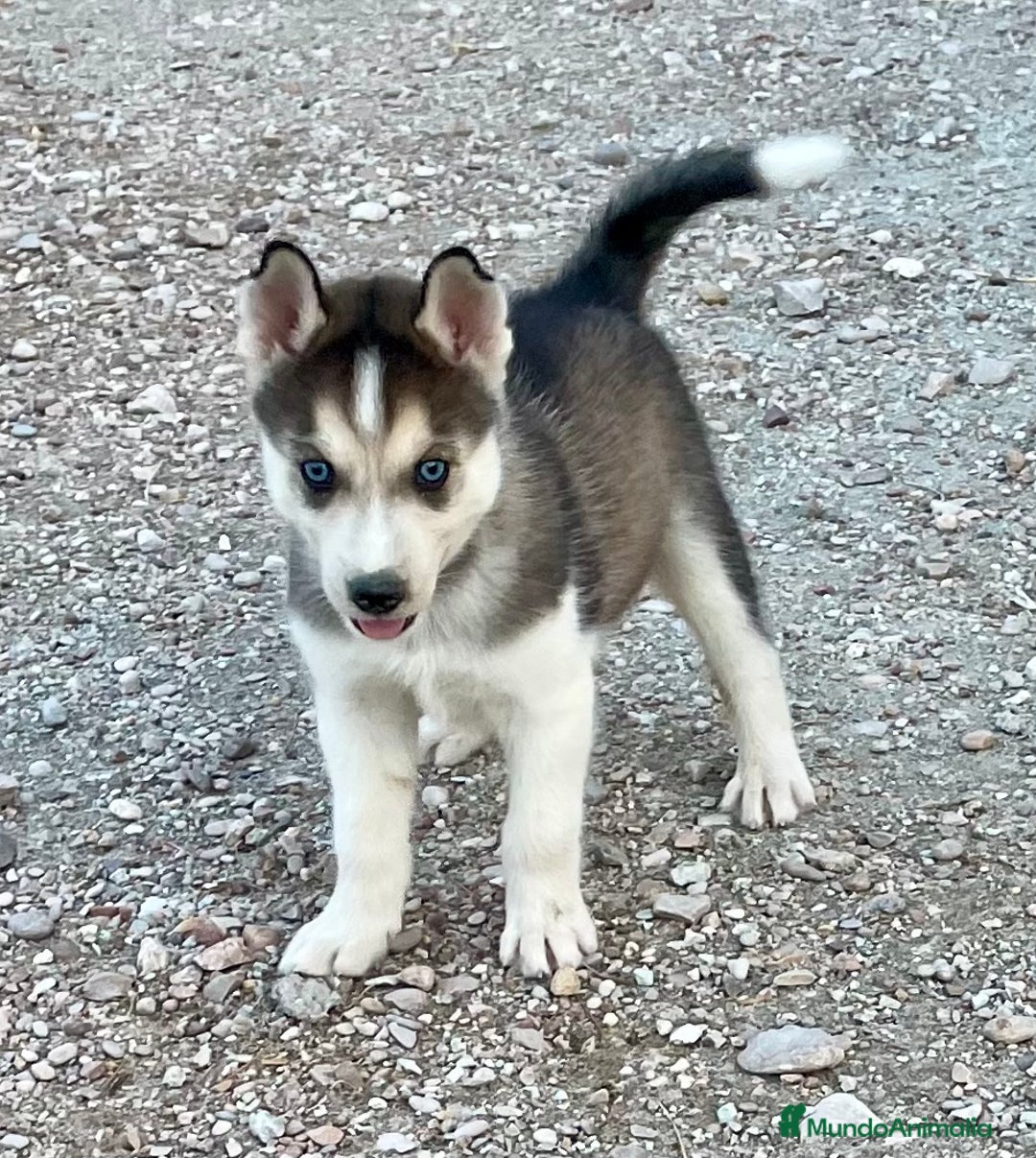 Husky Siberiano perros en venta: Husky Siberiano  - Imagen 3