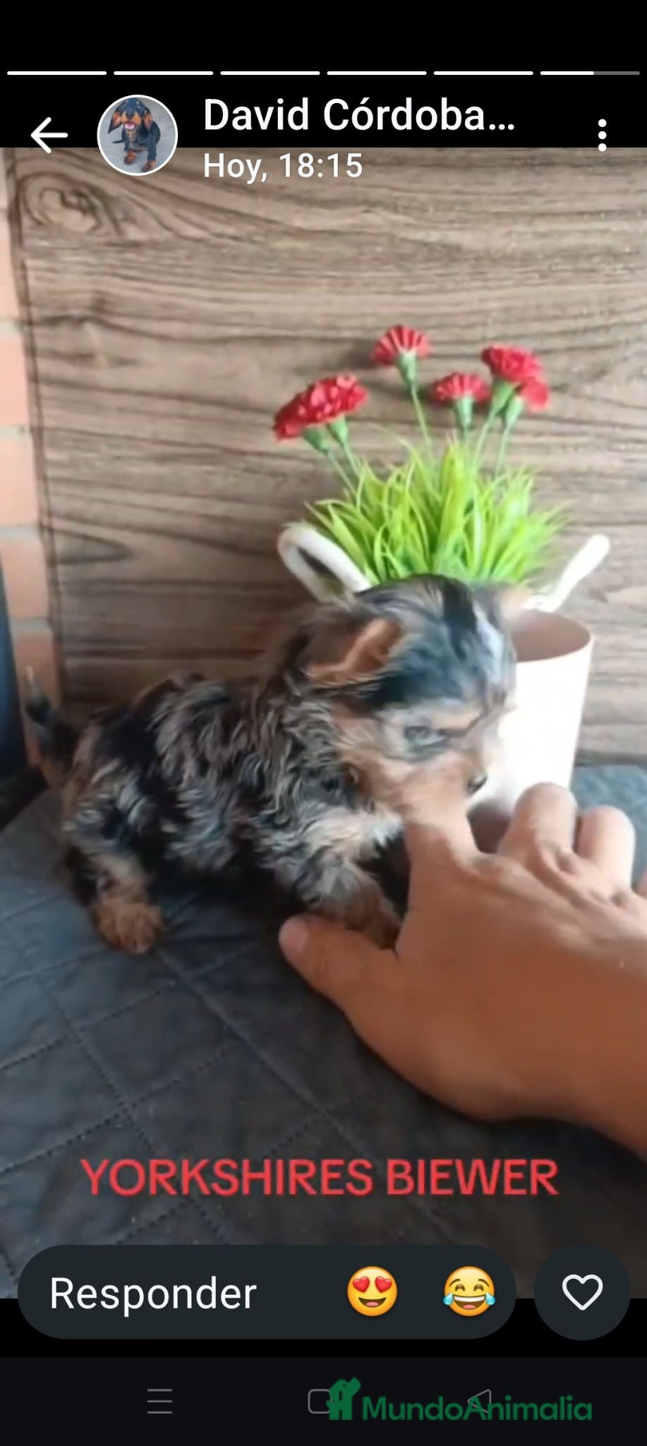 Yorkshire Terrier perros Exóticos yorkshire  - Anuncio 1