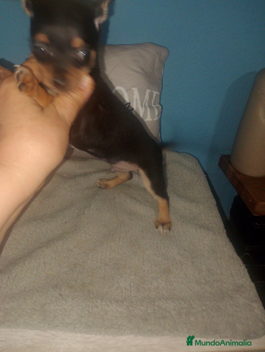 Chihuahua perros en venta: Chihuahua macho enano  - Imagen 8