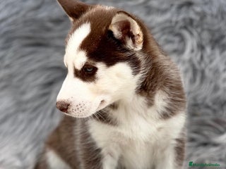 Husky Siberiano perros en Barcelona - Anuncio 13