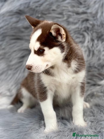 Husky Siberiano perros en Barcelona - Anuncio 11