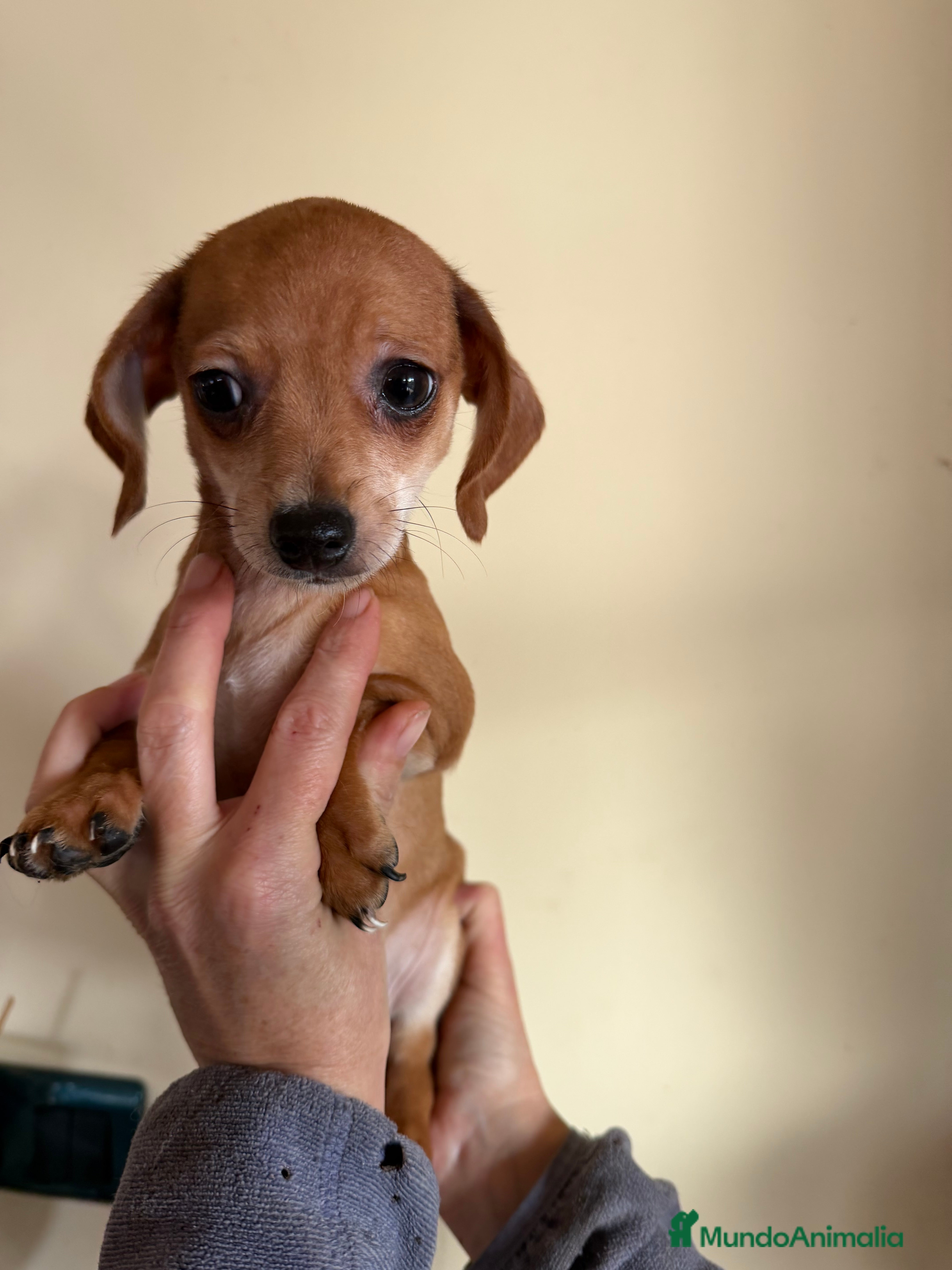 Raza Mixta perros Cachorrros mezcla de Chuguagua y Teckel  - Anuncio 1