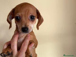 Raza Mixta perros Cachorrros mezcla de Chuguagua y Teckel - Anuncio 1