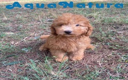 Raza Mixta perros en venta: Caniche Macho de Barbie 6295 AQUANATURA - Imagen 3