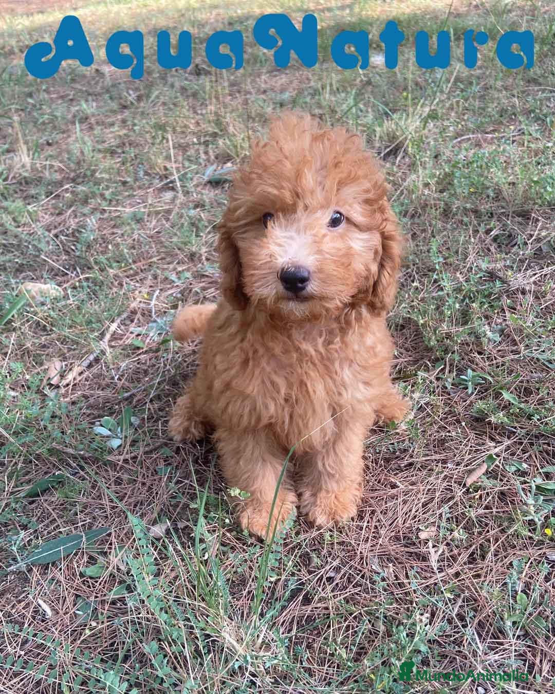 Raza Mixta perros en venta: Caniche Macho de Barbie 6295 AQUANATURA - Imagen 3