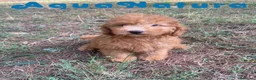 Raza Mixta perros en venta: Caniche Macho de Barbie 6295 AQUANATURA - Anuncio 3