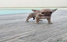 Chihuahua perros en venta: CHIHUAHUA MACHO - Imagen 3