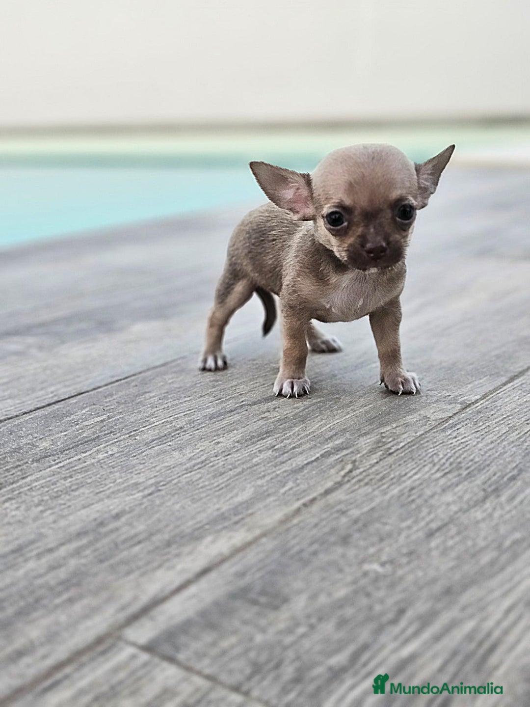 Chihuahua perros en venta: CHIHUAHUA MACHO - Imagen 3