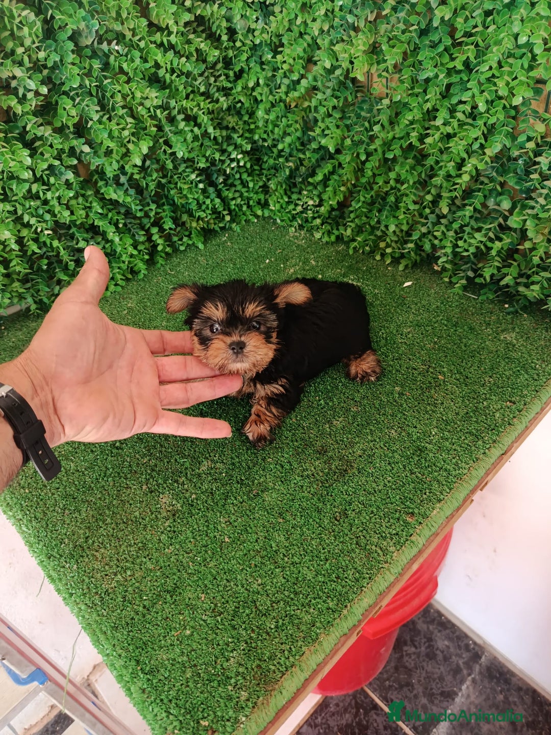 Yorkshire Terrier perros en venta: 🐾✨ Mini Yorkshire Toy Macho – ¡De Bolsillo! ✨🐾 - Imagen 2