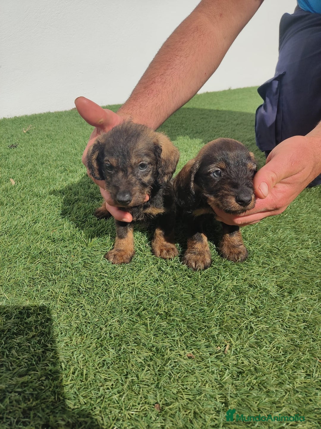 Teckel perros en venta: TECKEL PELO DURO - Anuncio 1