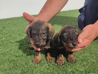 Teckel perros TECKEL PELO DURO - Anuncio 3