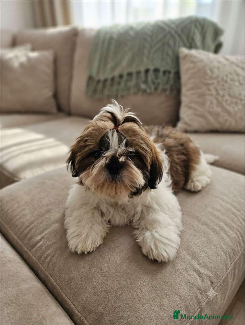 Shih Tzu perros Shih Tzu - Anuncio 2