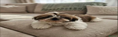 Shih Tzu 1
