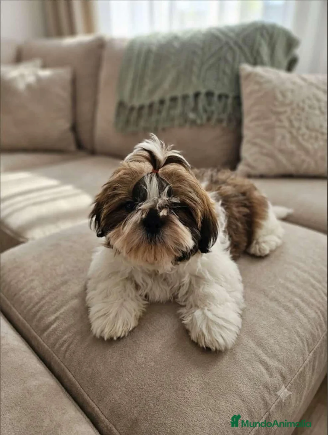 Shih Tzu perros en venta: Shih Tzu - Anuncio 1