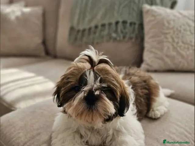 Shih Tzu perros Shih Tzu - Anuncio 8