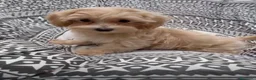 Maltipoo perros en venta: Maltipoo Hembra Disponible lista para entregar !! - Anuncio 6