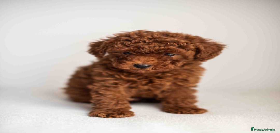 Imagen de galería {{count}}