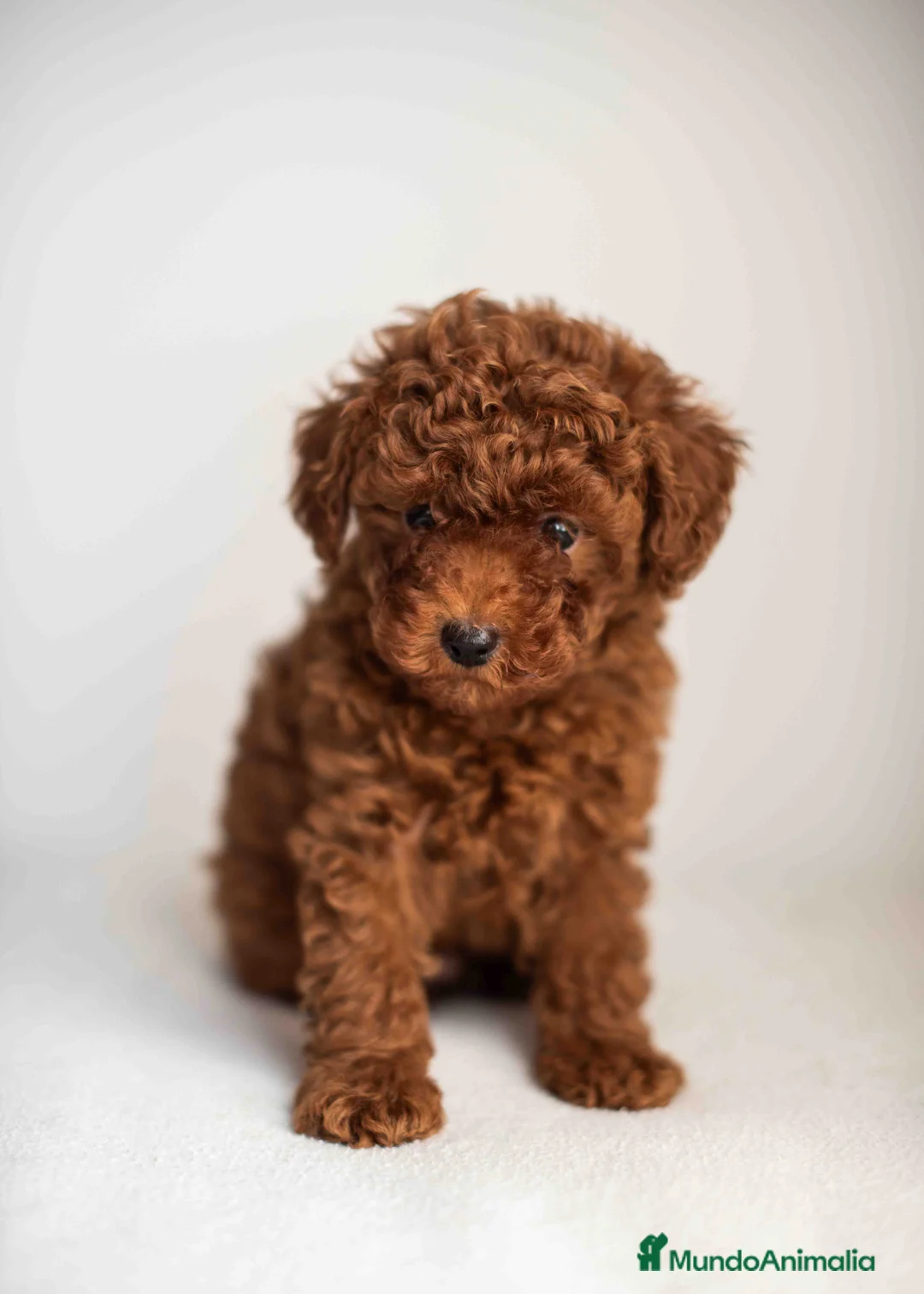 Imagen de galería {{count}}