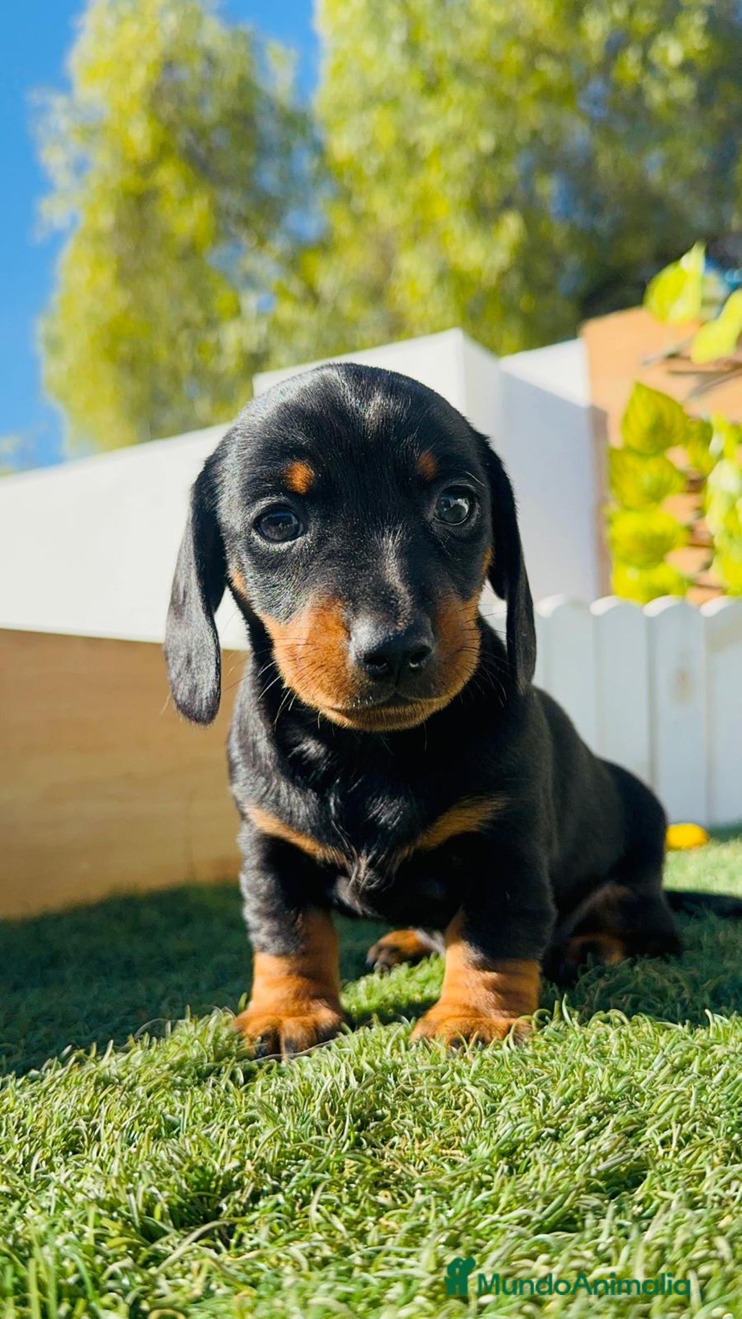 Teckel Miniatura perros en venta: TECKEL MINIATURA - Anuncio 30