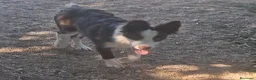 Border Collie perros en venta: Hembra de border collie chocolate ojos verdes - Anuncio 7