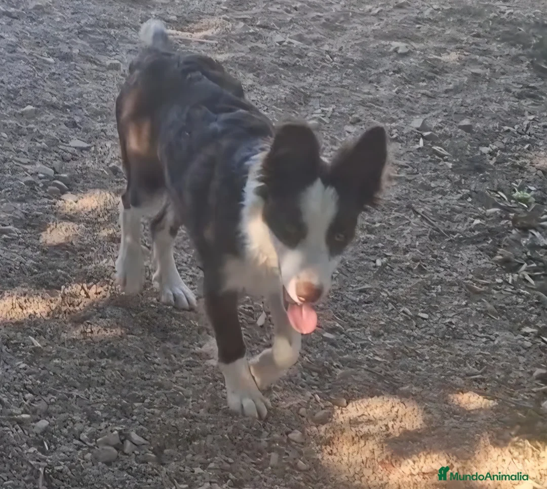 Border Collie perros en venta: Hembra de border collie chocolate ojos verdes - Anuncio 7