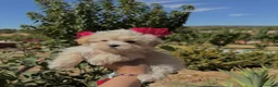 Maltipoo perros en venta: Maltipoo muy chiquitines !!! - Anuncio 2
