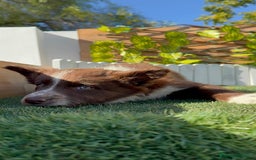 Border Terrier perros en venta: BORDER COLLIE - Anuncio 14