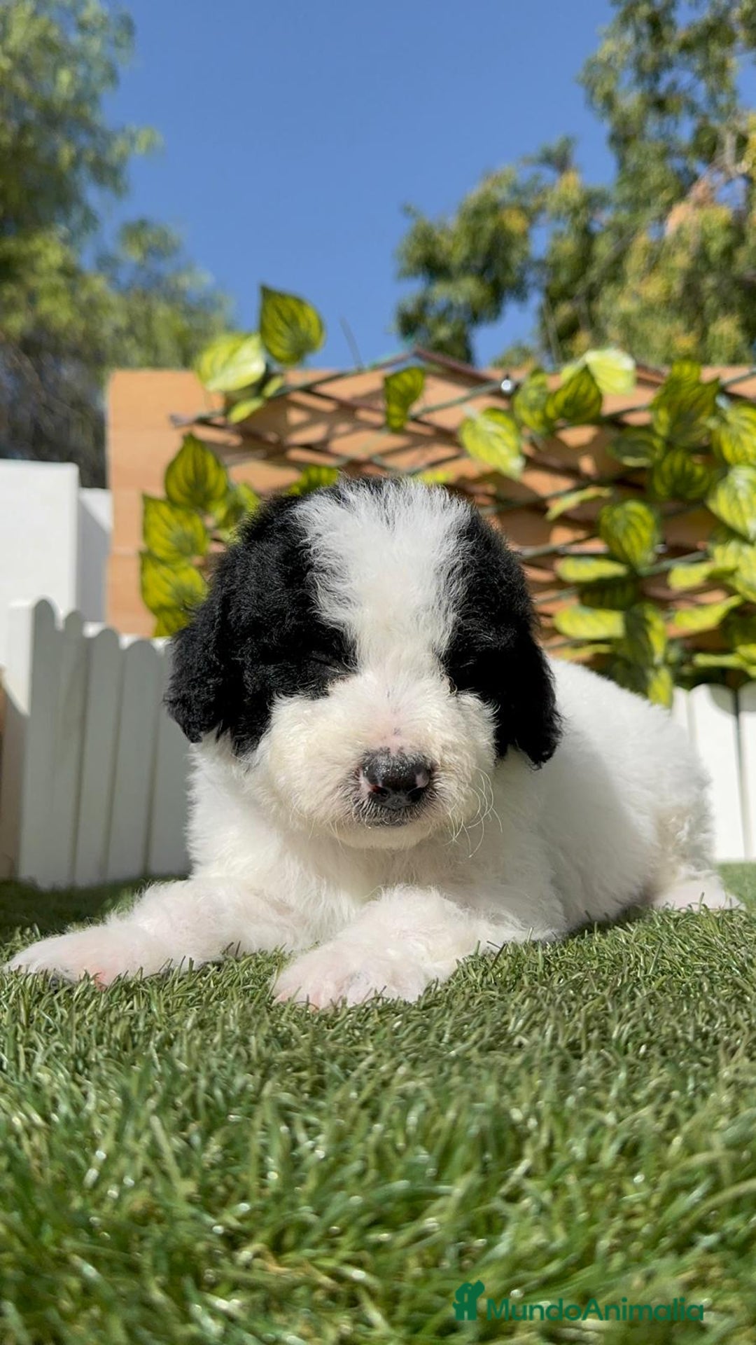 Perro de Agua Español perros en venta: PERRO DE AGUA ESPAÑOL MACHO - Imagen 14