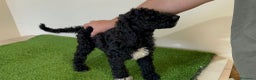 Caniche Gigante perros en venta: Caniches gigantes  - Anuncio 7