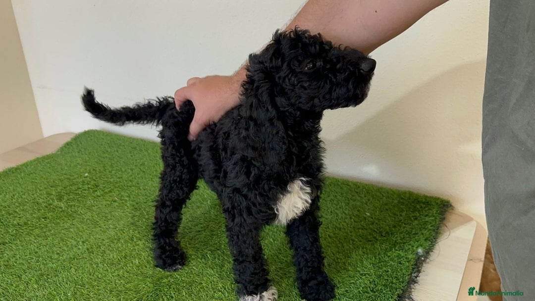 Caniche Gigante perros en venta: Caniches gigantes  - Anuncio 7