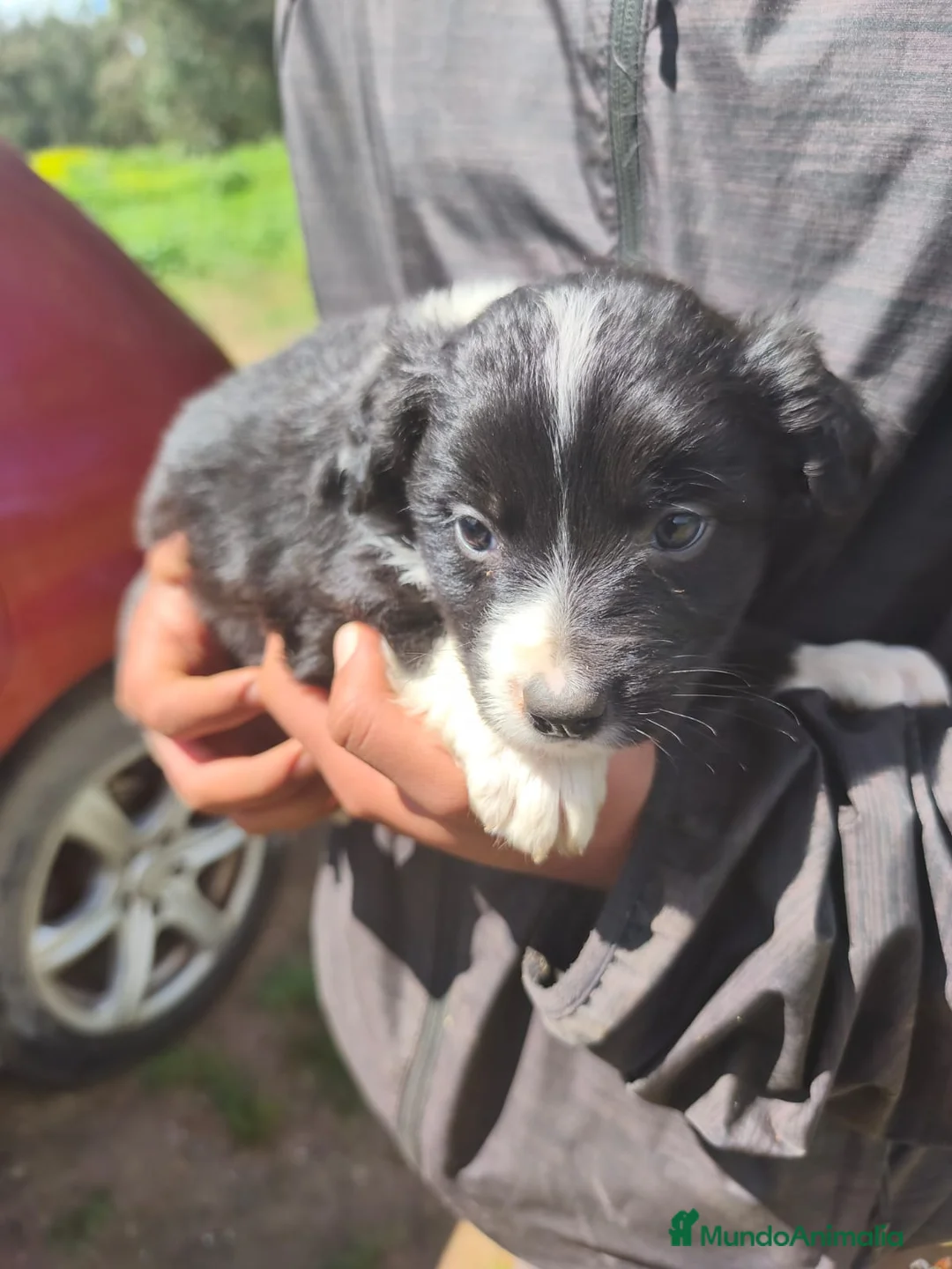 Border Collie perros en venta: Camada de Border Collie - Anuncio 1