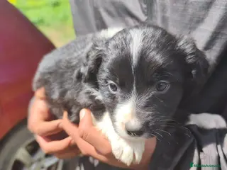 Border Collie perros Camada de Border Collie - Anuncio 27