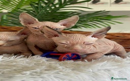 Sphynx gatos en venta: GATITAS SPHYNX - Anuncio 6
