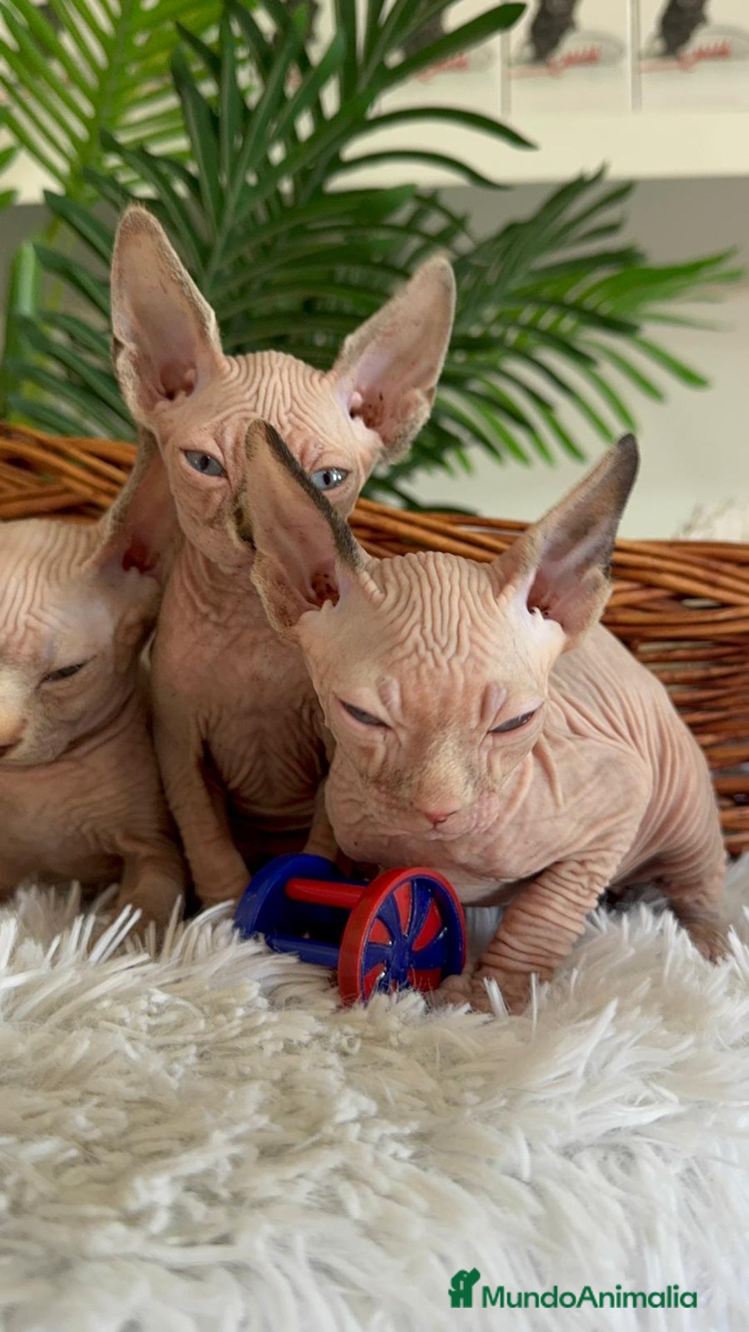 Sphynx gatos en venta: GATITAS SPHYNX - Anuncio 6