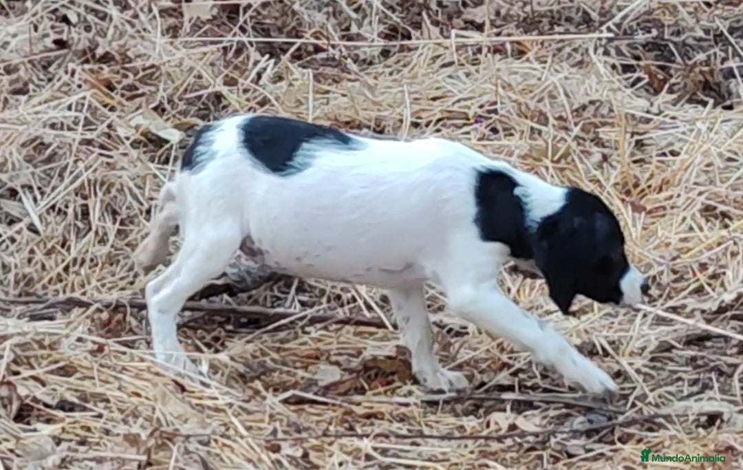 Épagneul Breton perros en venta: CACHORROS DE EPAGNEUL BRETON.  - Imagen 7